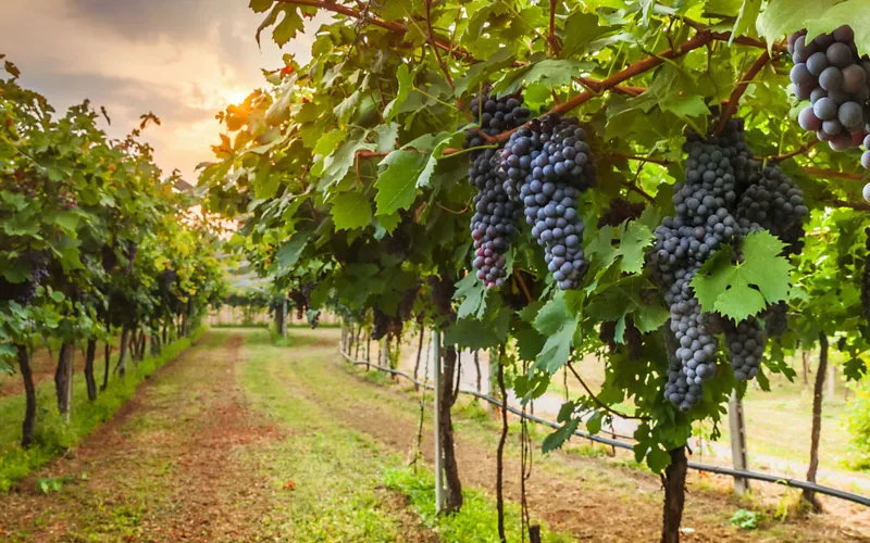 Produits typiques de la Toscane