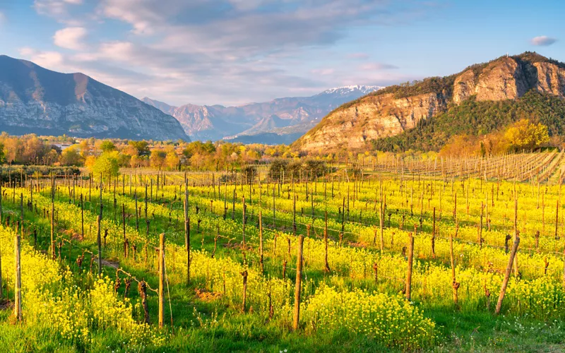 La produzione del vino DOCG e gli abbinamenti culinari