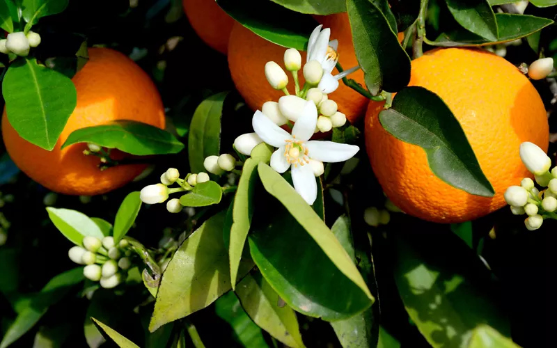 scent of orange blossom 