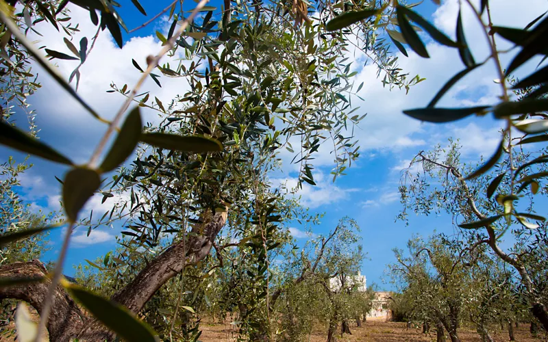 La Apulia Imperial del Stupor Mundi