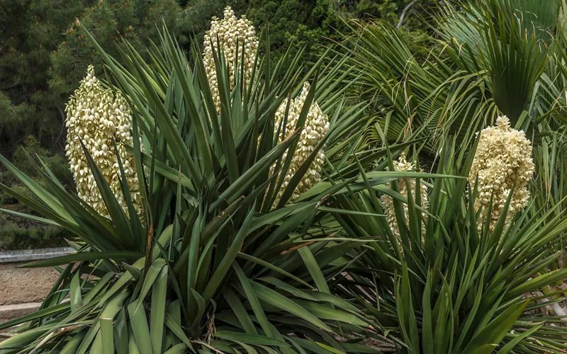 A special wealth of vegetation