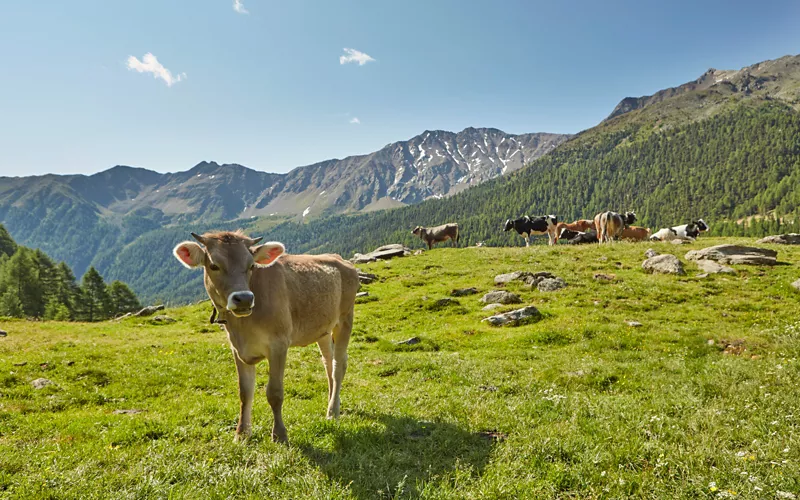 Return from the alpine pasture: a local festival