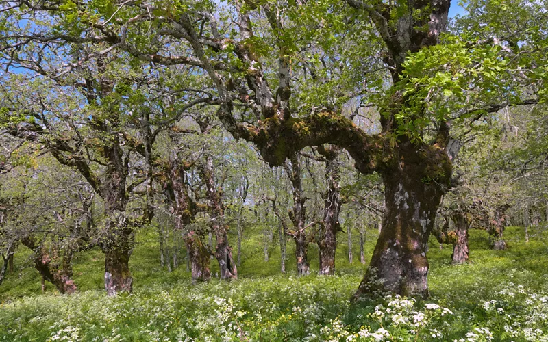 Riserva Naturale del Bosco di Malabotta in Sicilia