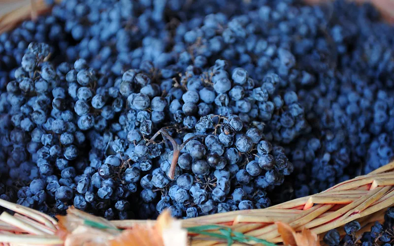 A DOCG Sagrantino di Montefalco