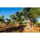 À table sur les Serre salentines (collines peu élevées)