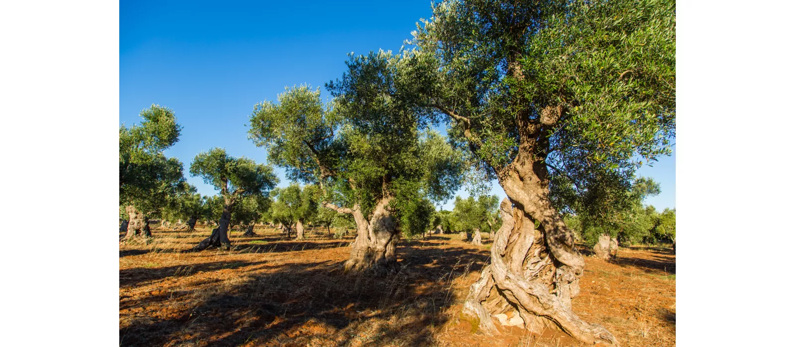À table sur les Serre salentines (collines peu élevées)