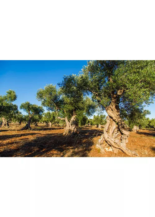 À table sur les Serre salentines (collines peu élevées)