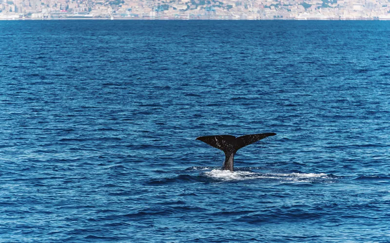 By boat to the Cetacean Sanctuary