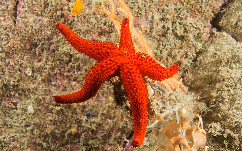 The Cetacean Sanctuary and Protected Area of Secche della Meloria