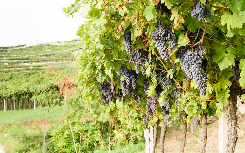 Sorsi d'incanto: los vinos secretos del lago de Garda