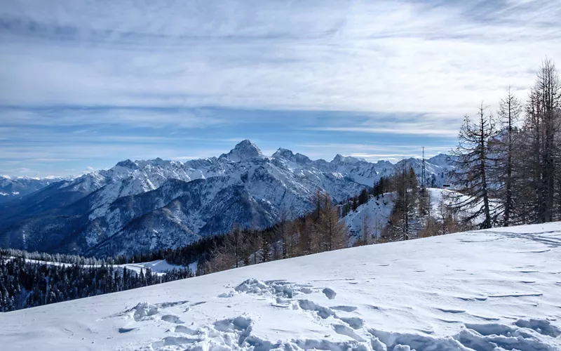 Alpine skiing, Nordic skiing and more, in a thousand-year-old forest