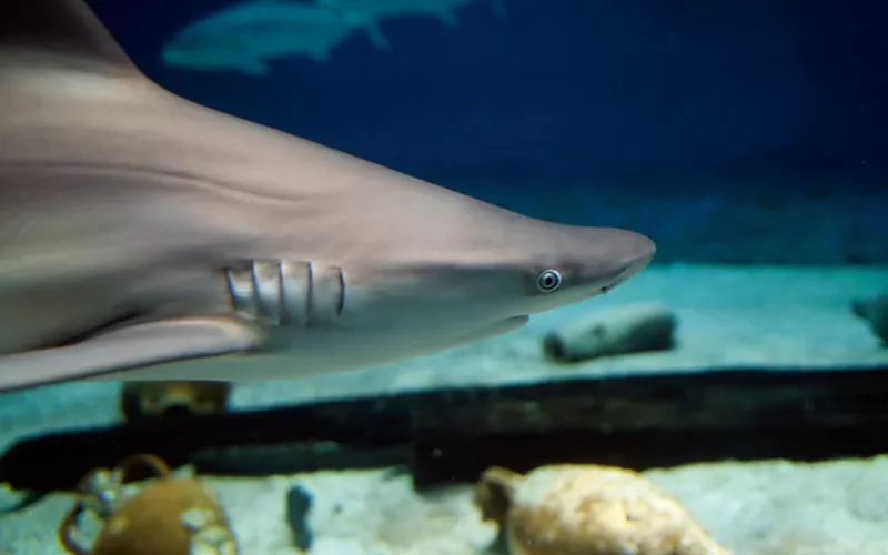 Descubrid cómo funciona un acuario