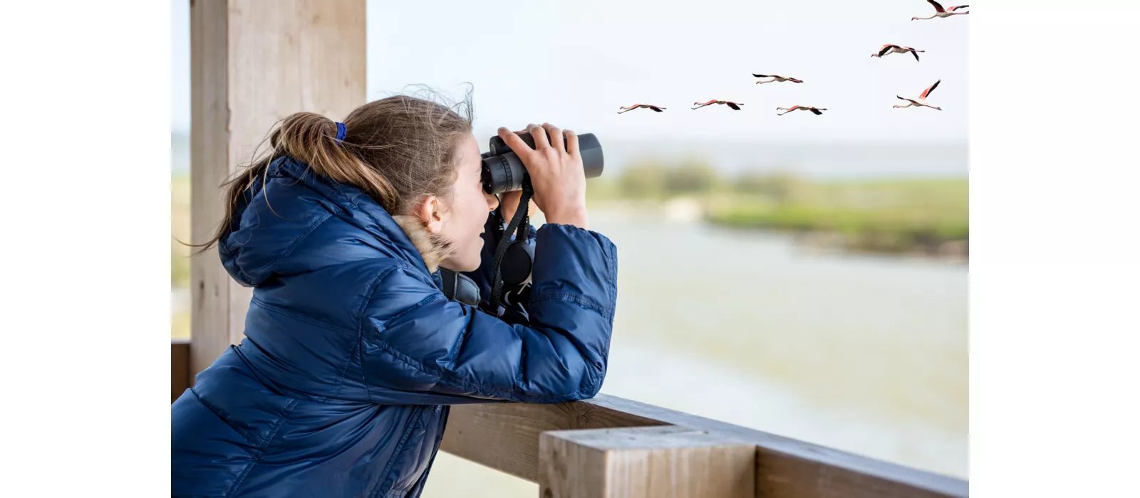 Seguendo il fiume Po: un paradiso per il birdwatching in Lombardia