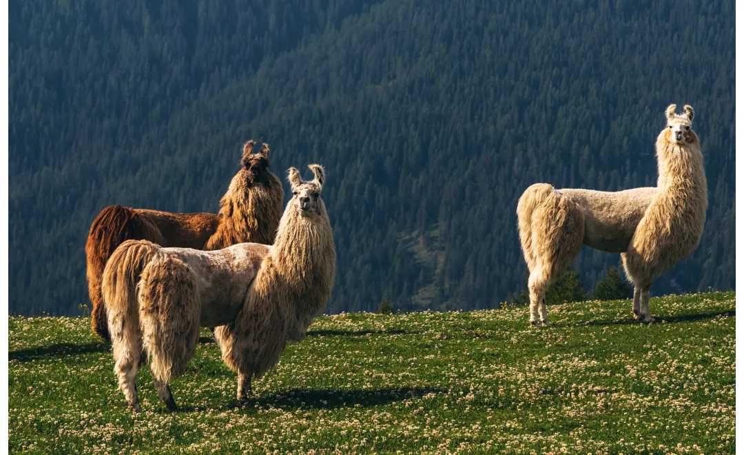 six destinations for a walk with alpacas and llamas in Italy