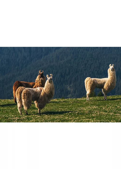 six destinations for a walk with alpacas and llamas in Italy