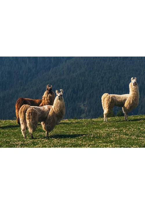 seis destinos para pasear con alpacas y llamas en Italia