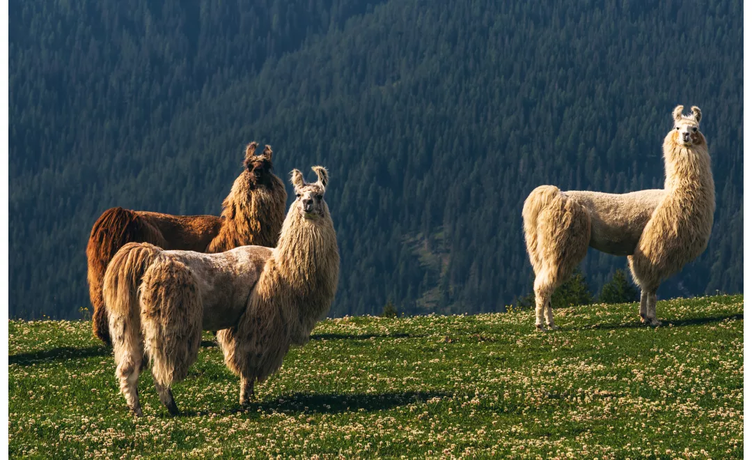 sei mete per una passeggiata con alpaca e lama in Italia