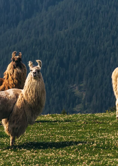 sei mete per una passeggiata con alpaca e lama in Italia