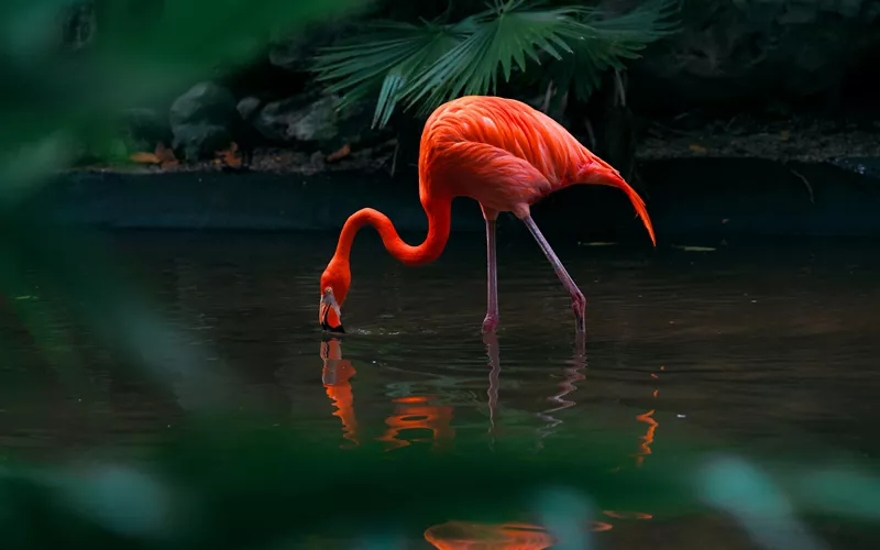 The tropical forest and the reptile house