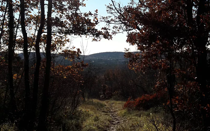 Path in the middle of nature