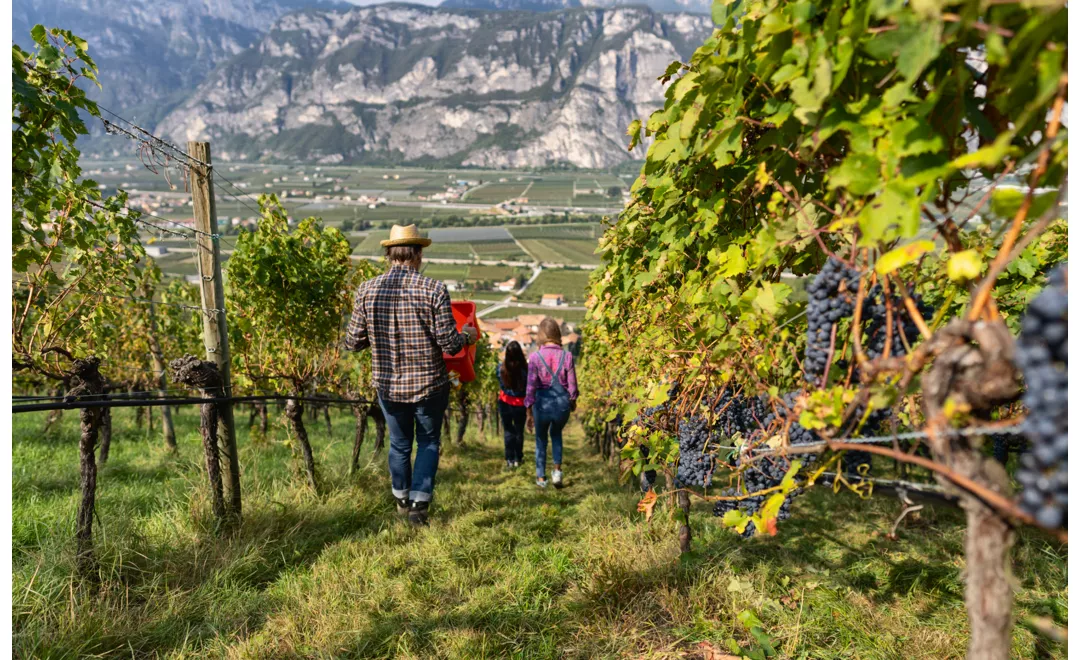 sette cantine alto adige hero