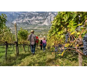 sette cantine alto adige hero