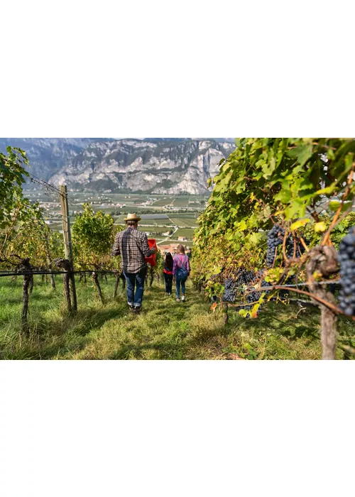 sette cantine alto adige hero