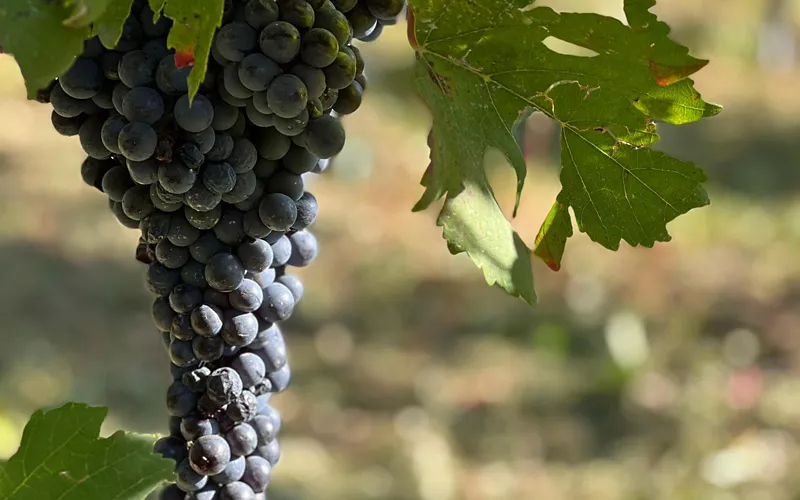 O recurso do enoturismo e o papel das Donne del Vino (Mulheres do Vinho)