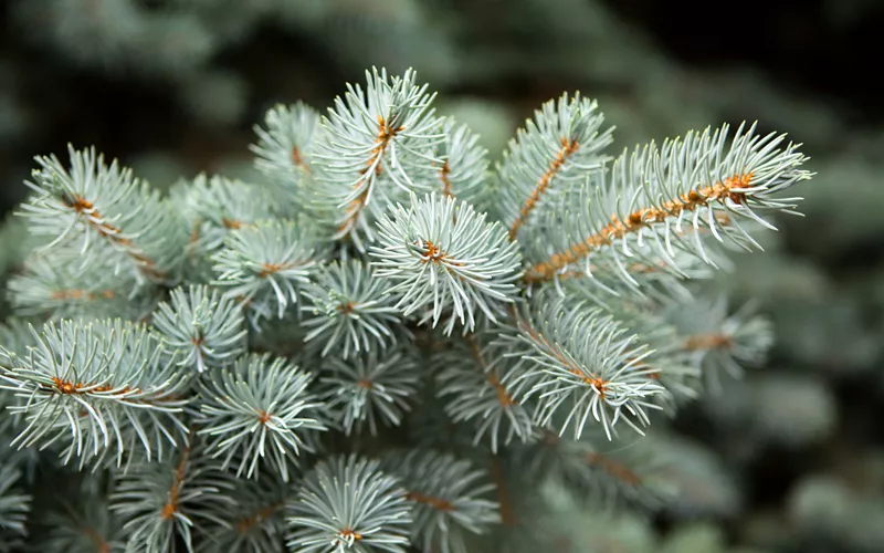  Looking up: the rare silver fir grows here