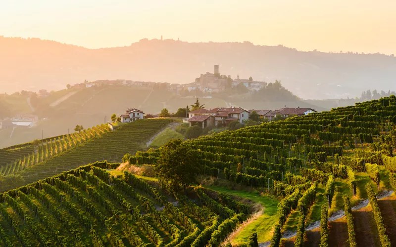 View of vineyards in Piedmont