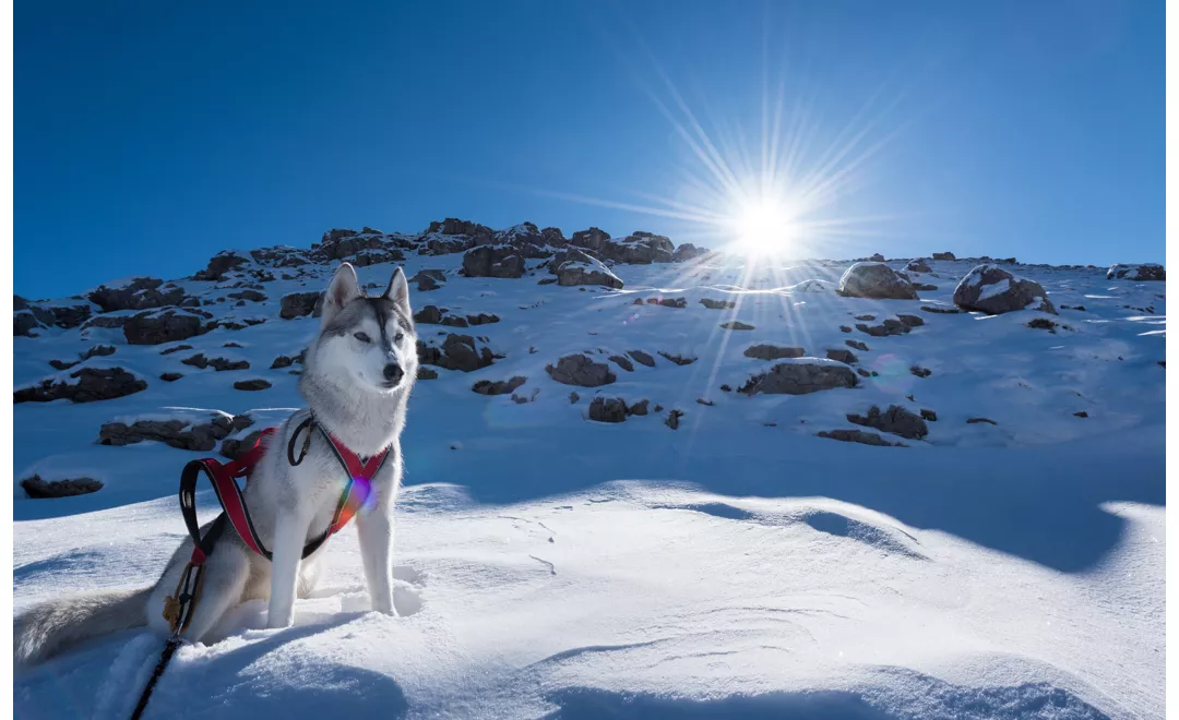 Trineo tirado por perros en la nieve