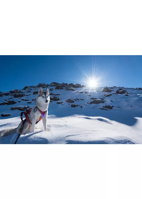 Huskies en la nieve