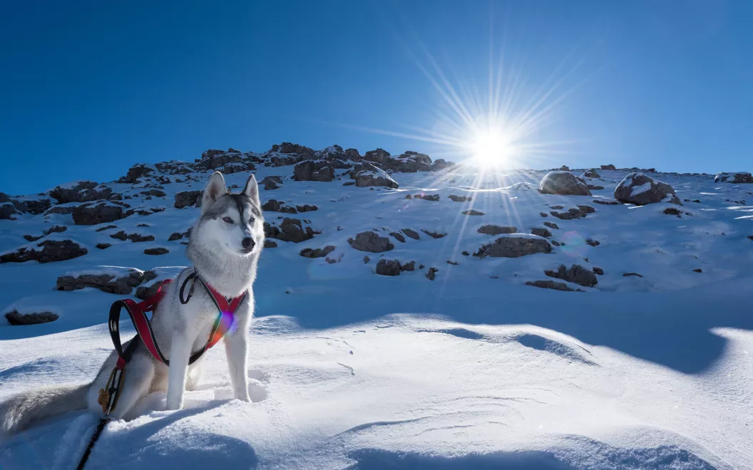 Huskies en la nieve