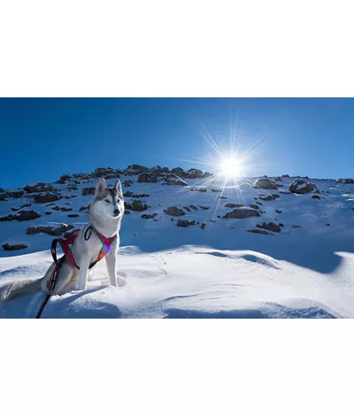 Husky on the snow