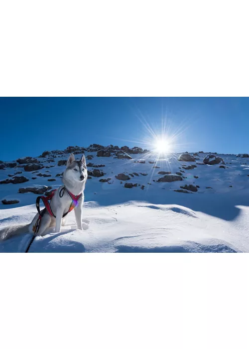 Husky on the snow