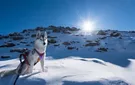 Husky on the snow