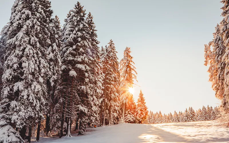 Snow-covered fir trees