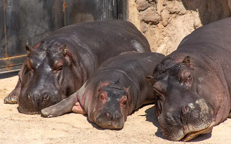 On the Malawi Beach with hippos