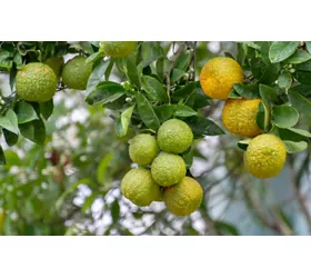 history of bergamot calabria