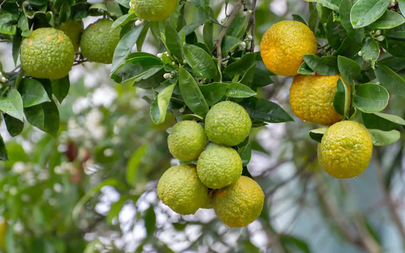 history of bergamot calabria