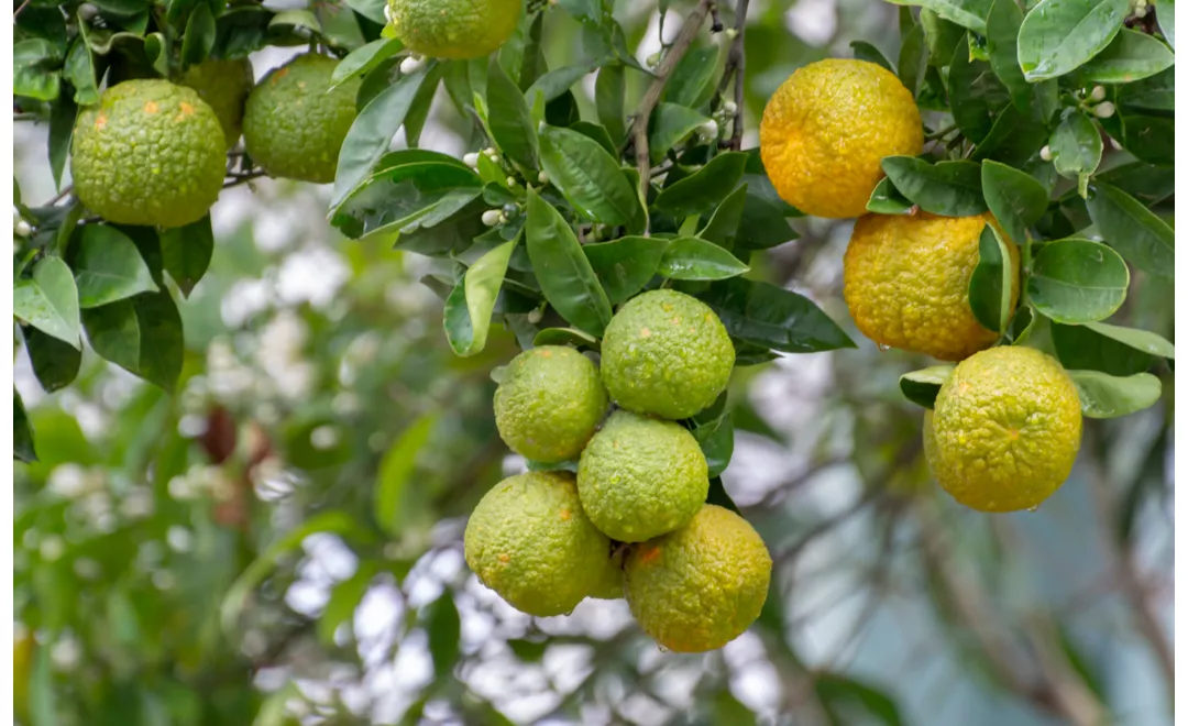 history of bergamot calabria