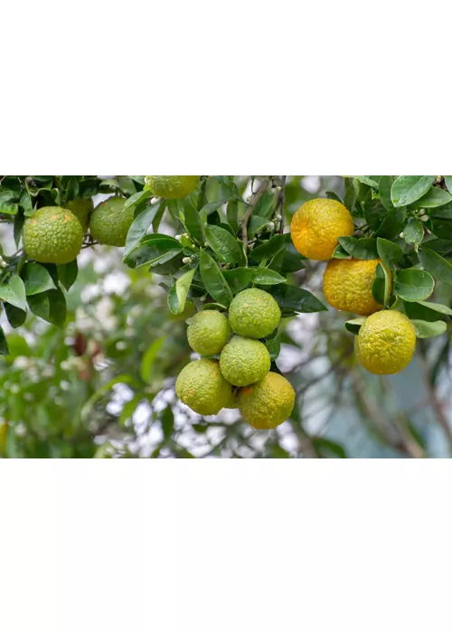 history of bergamot calabria