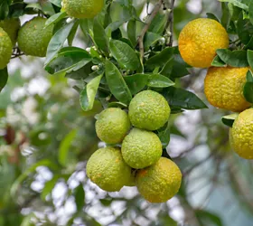 history of bergamot calabria