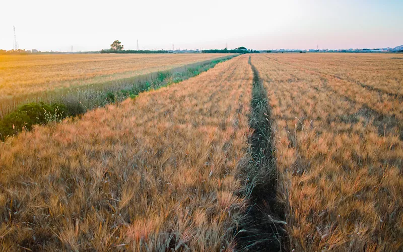 The history of wheat: a palette of colours