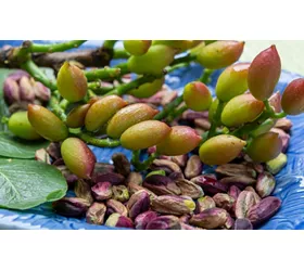 history of pistachio