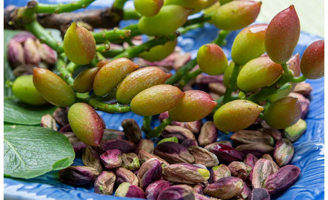 history of pistachio