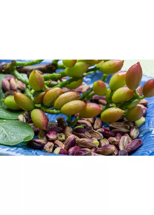 history of pistachio