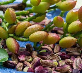history of pistachio