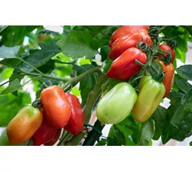 history of the san marzano tomato campania