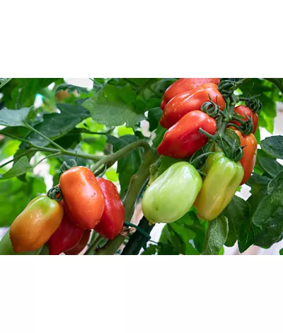 history of the san marzano tomato campania